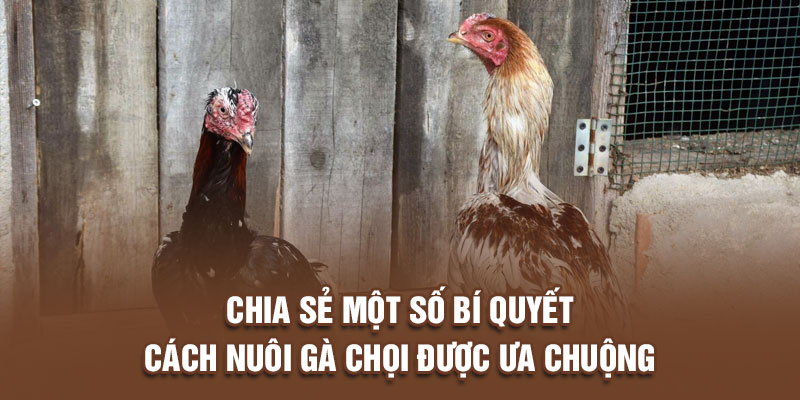 Chia sẻ một số bí quyết cách nuôi gà chọi được ưa chuộng