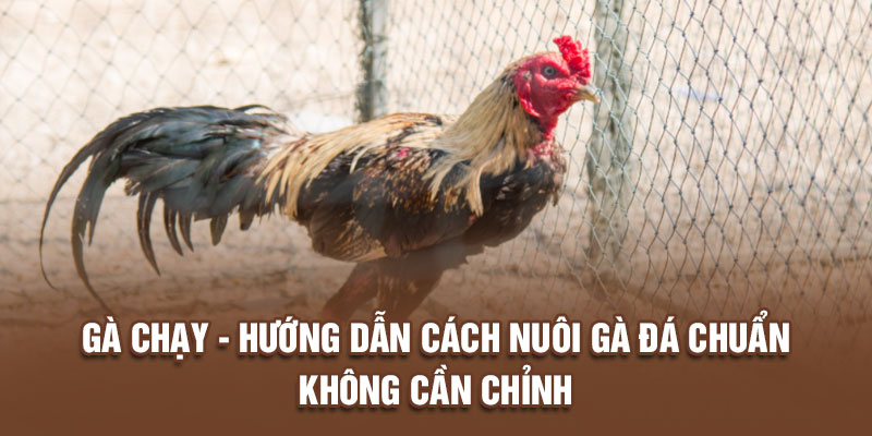 Gà chạy - Chia sẻ bí quyết nuôi gà đá chuẩn không cần chỉnh