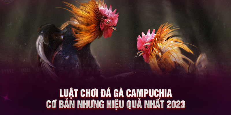 Luật chơi đá gà Campuchia cơ bản nhưng hiệu quả nhất 2023