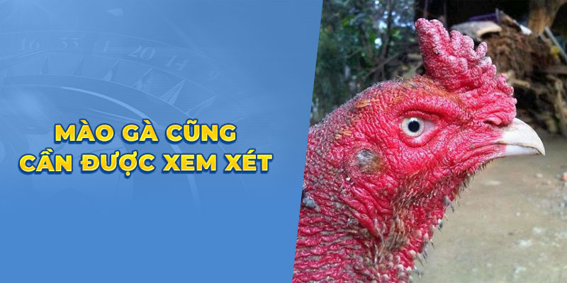 Mào gà cũng cần được xem xét