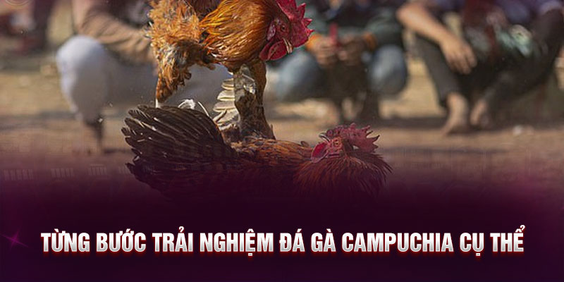 Từng bước trải nghiệm đá gà Campuchia cụ thể 