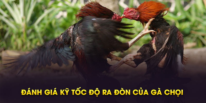 Đánh giá kỹ tốc độ ra đòn của gà chọi 