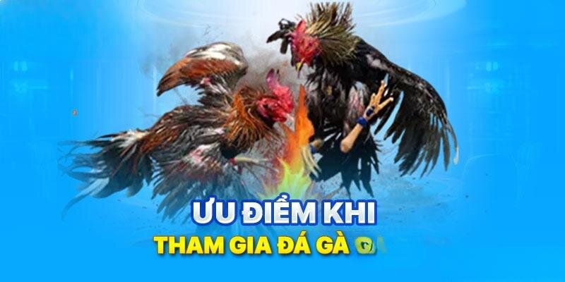 Đá gà trực tiếp C4 có nhiều ưu điểm khác nhau